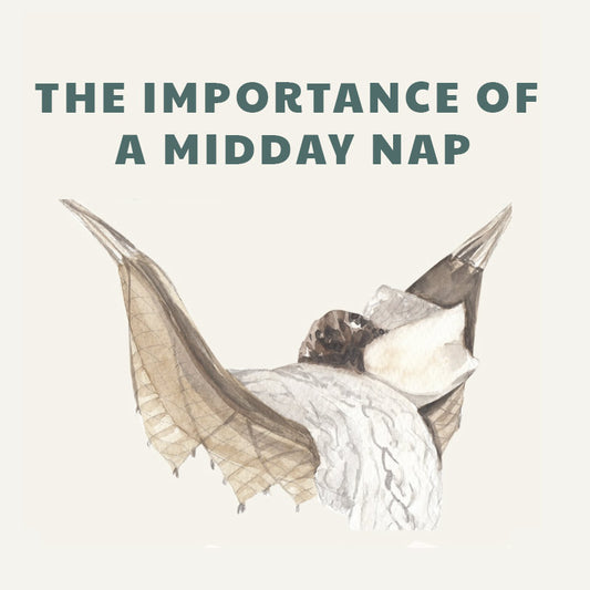 Importance of a Midday Nap