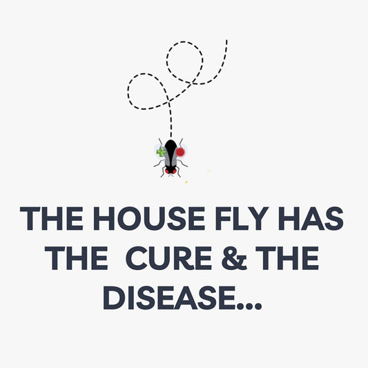 The House Fly Has The Cure & The Disease
